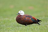 Paradise Shelduck